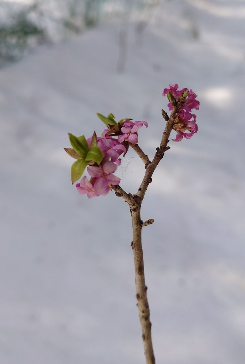 Цветущий волчеягодник. Мое фото