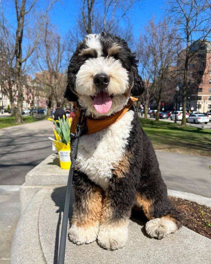 Бернодудель