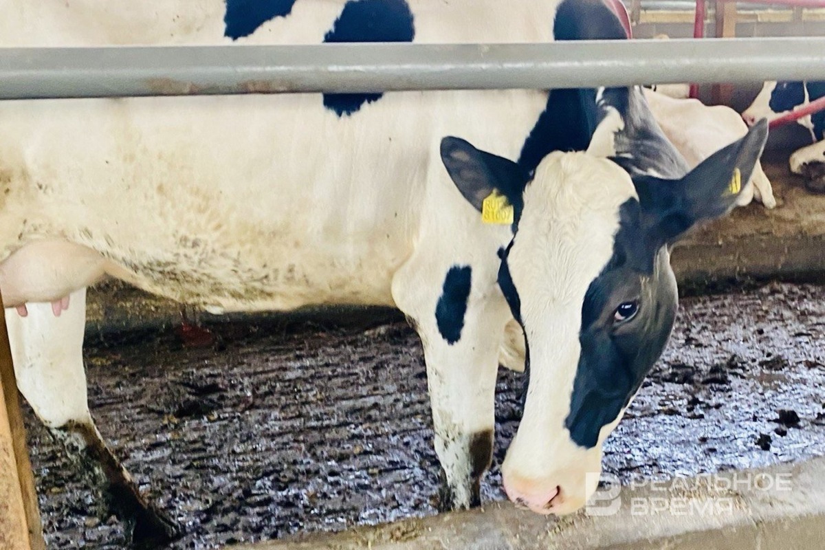   Реальное время / realnoevremya.ru