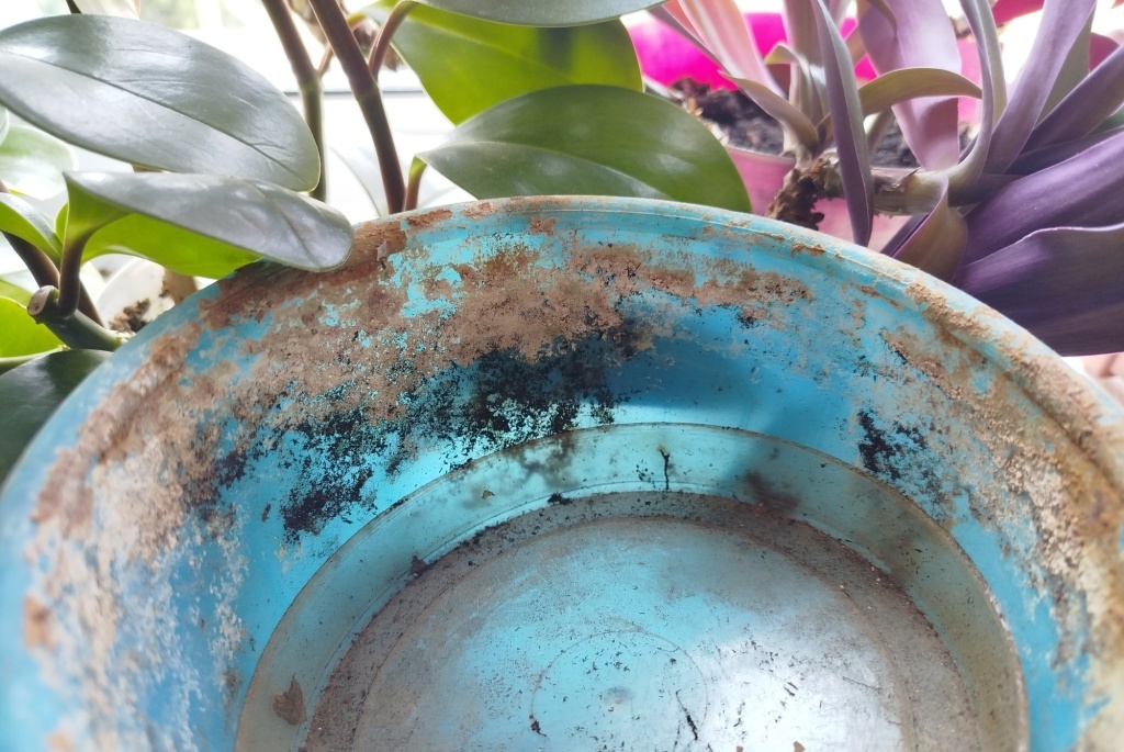  Цветочный горшок с белым налетом