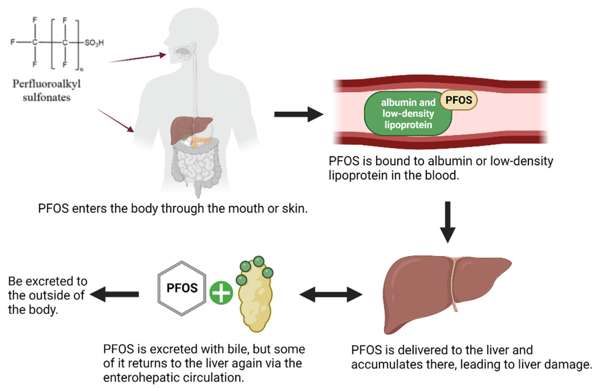Схема попадания ПФАС в организм и путь его выведения.