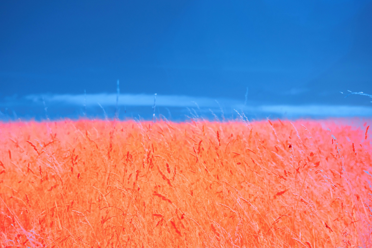 Картинка с бесплатного фотостока https://unsplash.com, автор Wolfgang Hasselmann