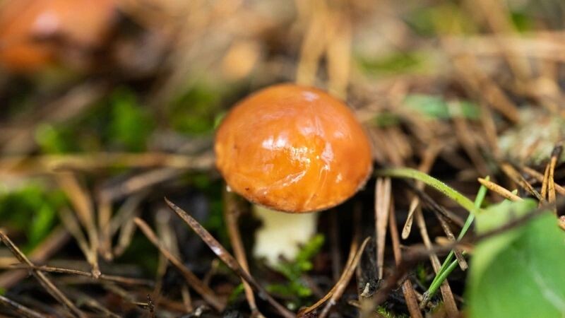    Фото: oksana2010/Shutterstock/Fotodom