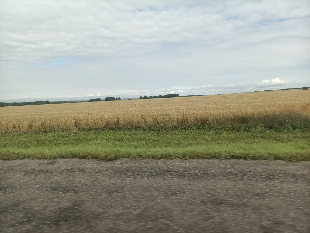 Созрела пшеница