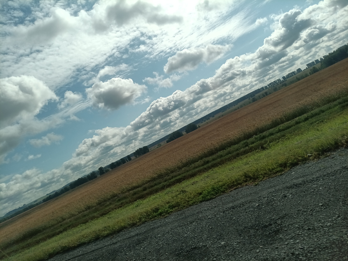 Поле гречки