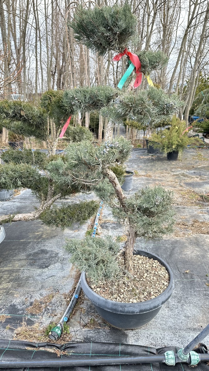 Акцентное  растение лучше брать готовое , чтобы не было разочарования от того, что вырастет.