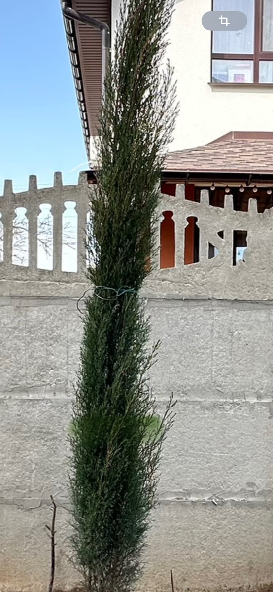 Кипарис южнобережный, приобретен за 300 руб 30-40 см в высоту. За два года - выше забора.