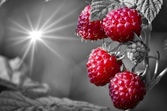 Ягода малина - то, что нужно в вашем многоцветном вязании этой осенью! Схемы.