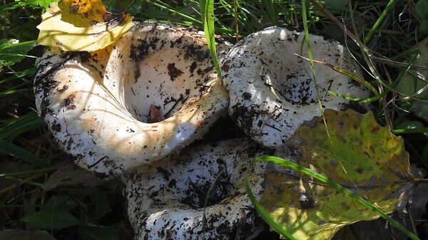    © Sputnik / Илья Наймушин