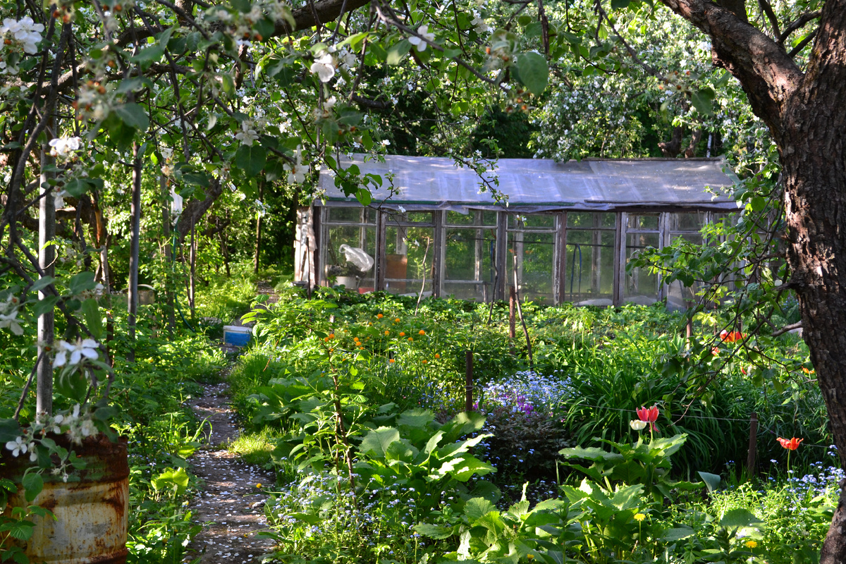 Наталья Аполлонова до последних дней сама ухаживала за своим участком