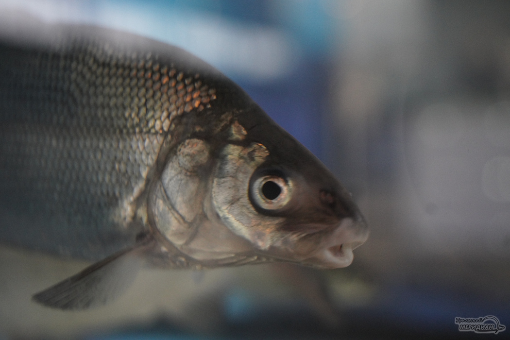    Фото: Лидия Аникина © ИА «Уральский меридиан»