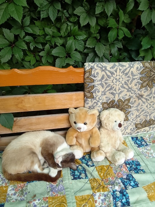 Лучше кота отдыхать никто не может, прям завидно!