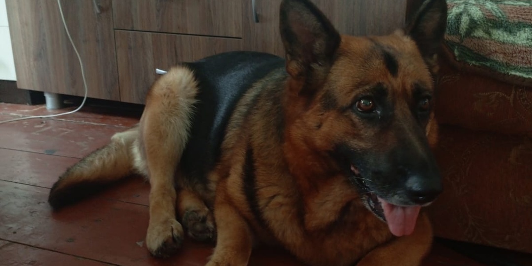 !!! ОВЧАРКА ИЗ СУДЖИ КУРСКАЯ ОБЛАСТЬ ИЩЕТ ХОЗЯЕВ !!!