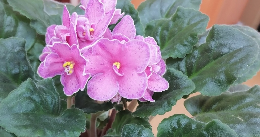 Как сделать, чтобы фиалки цвели весь год