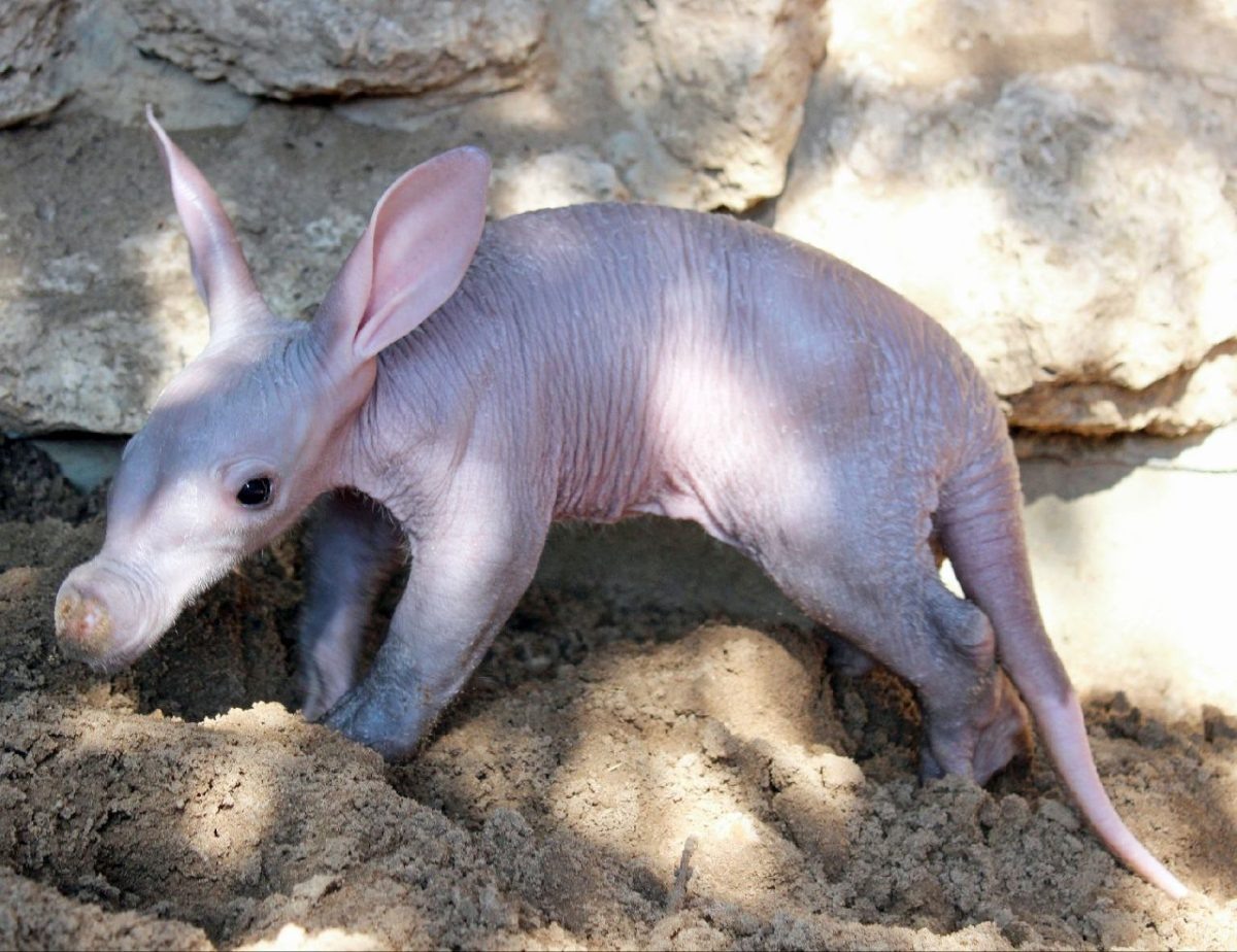    В начале августа в зоопарке \