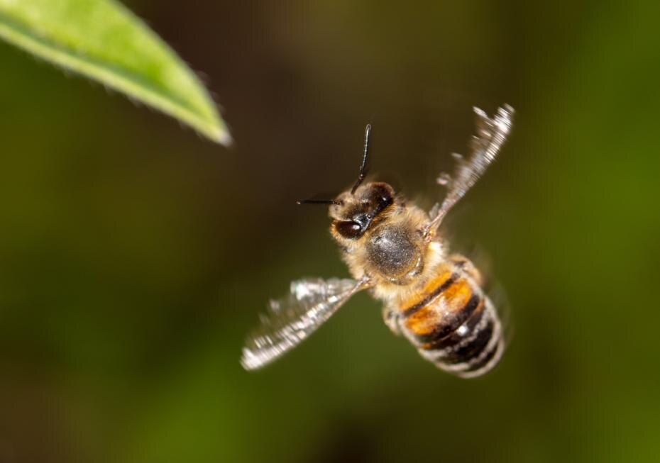    Shutterstock/FOTODOM