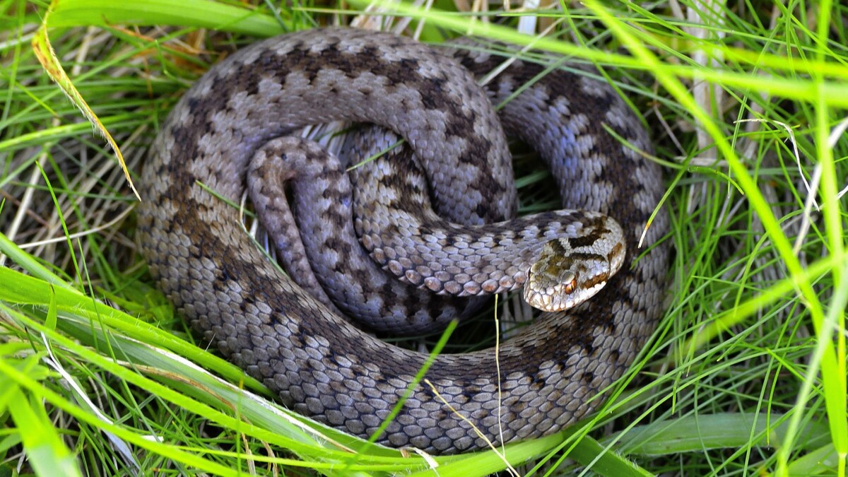    Фото: Milan Rybar / Shutterstock / Fotodom