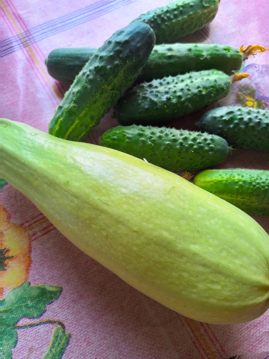 Молодой кабачек. 