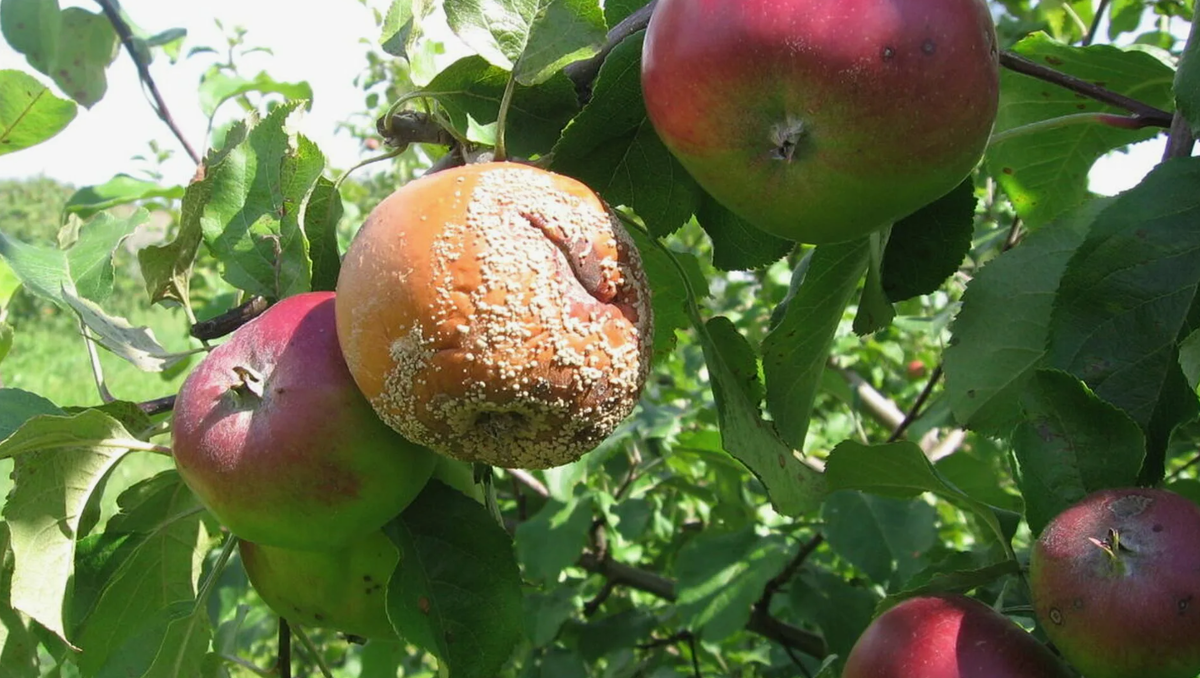 Эти пятна быстро разрастаются, и в итоге весь плод становится мягким и бурым.