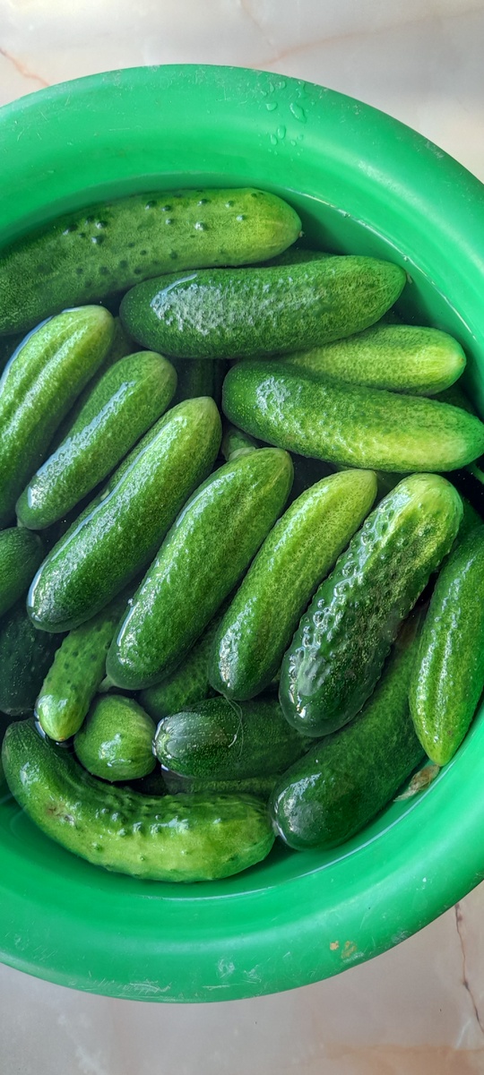 Держим огурцы в тазе с холодной водой