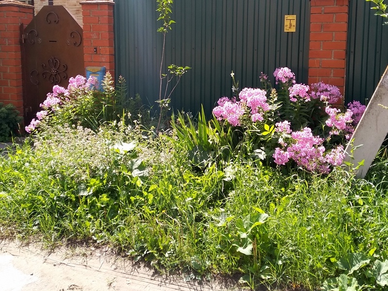 9 августа 2025 года. Оба куста ещё на месте. Флоксы светятся на солнце