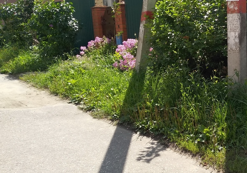 Ухожу, удаляюсь от дома. Так выглядит территория с цветами издали