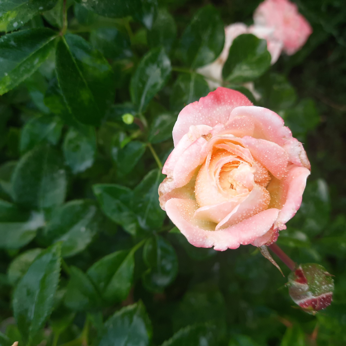 Роза Конкорд. Намного мельче, чем в первую волну