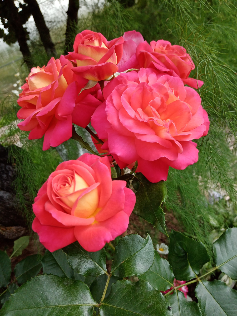 цветение июль, август/фото автора