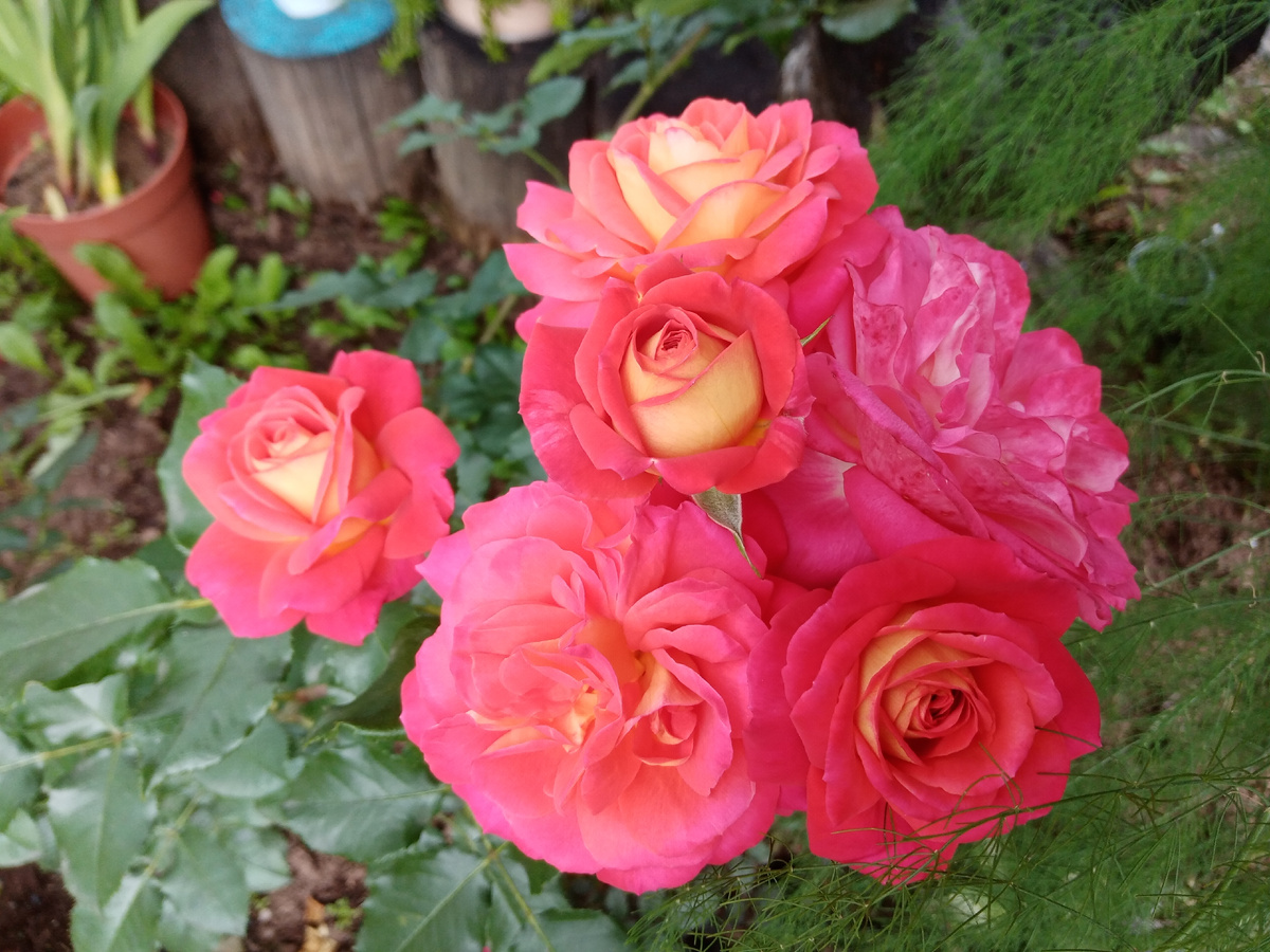 Мидсаммер в цветении/фото автора