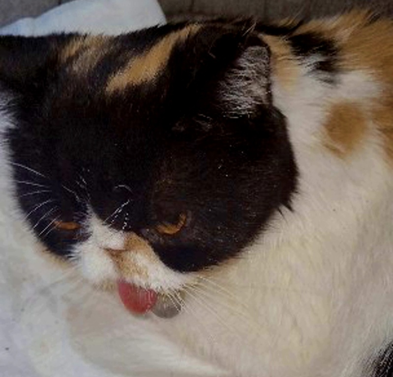 Прощай моя солнечная кошечка