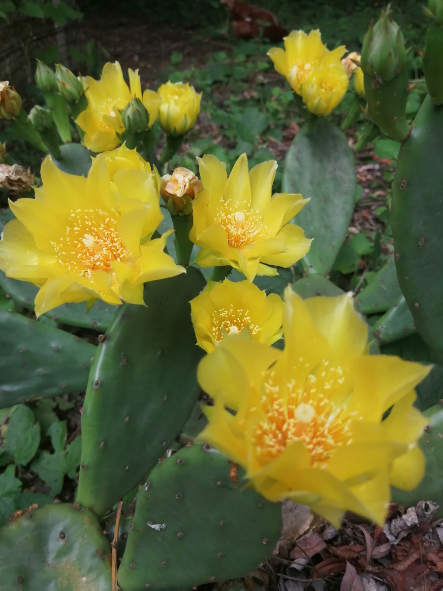 Опунция в июне