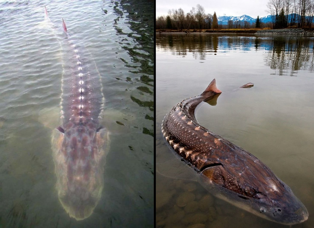 Привет, ты мамонта Серёгу не видел? Он мне сотку задолжал. В смысле, он вымер?! 