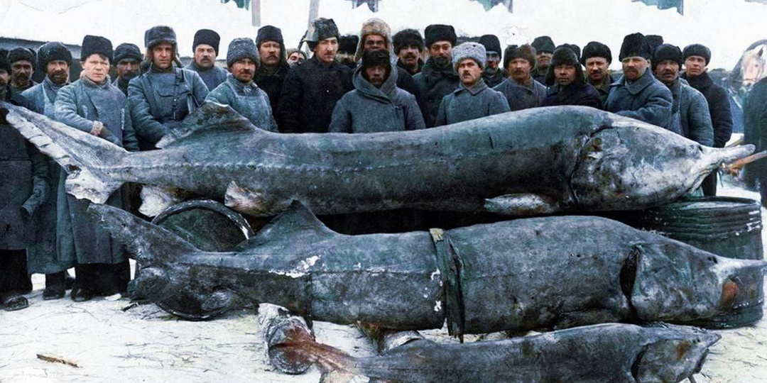 Белуга: 1500 кг — вот нормальный вес этой рыбы! Но люди не дают гиганту созреть