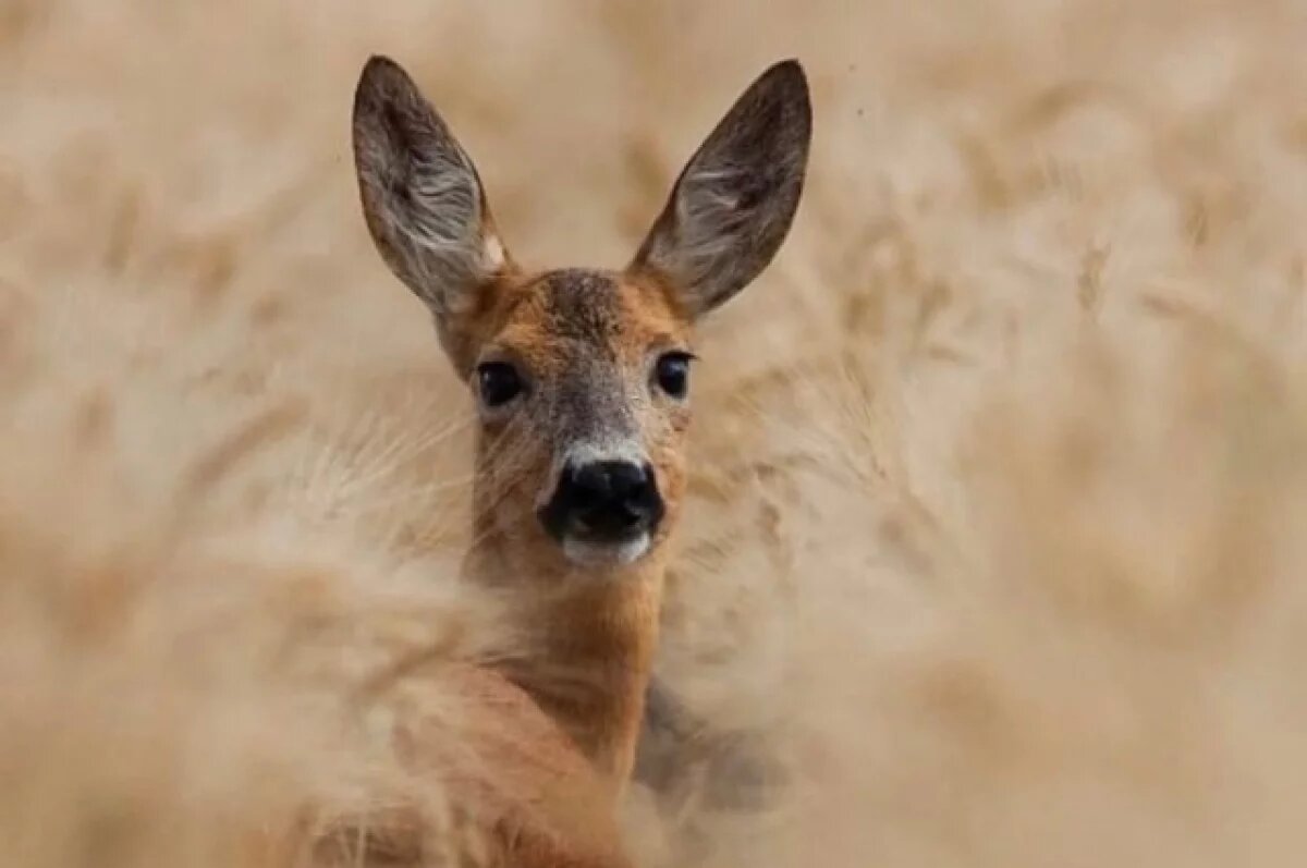    В Самарской области с браконьера за убитую косулю взыскали 136 тысяч рублей