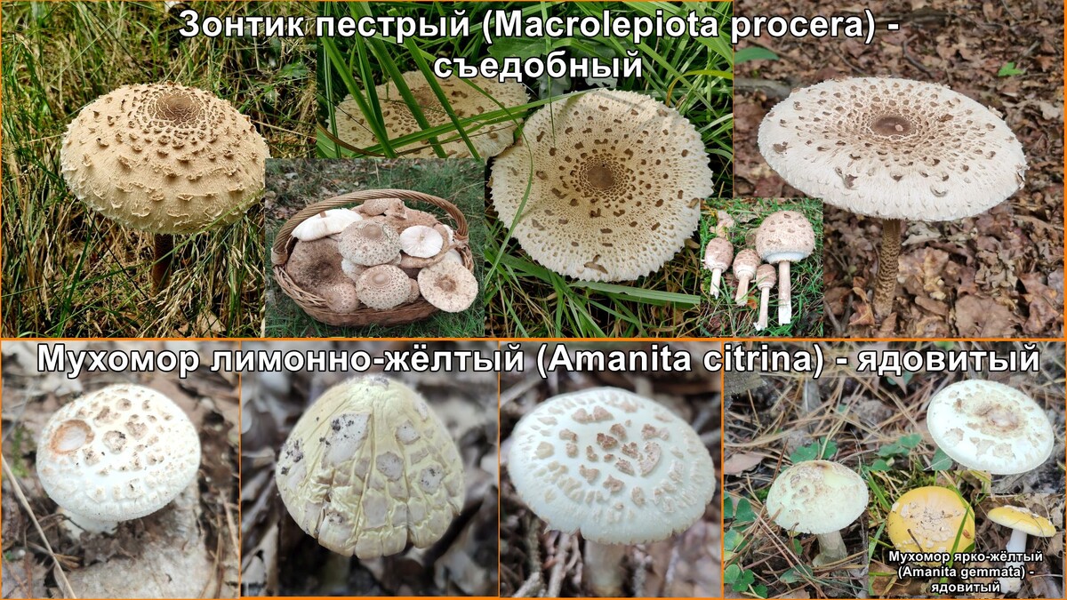 В левом нижнем углу я добавил фото Мухомора ярко-желтого (или соломенно-желтого) - ядовит