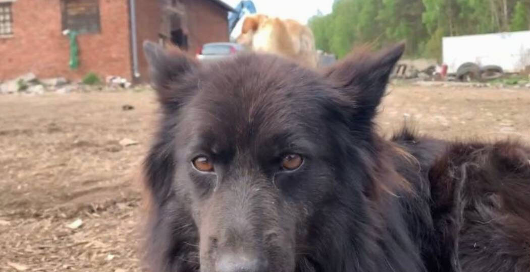 В бесхозном муниципальном приюте Среднеуральска умирают собаки