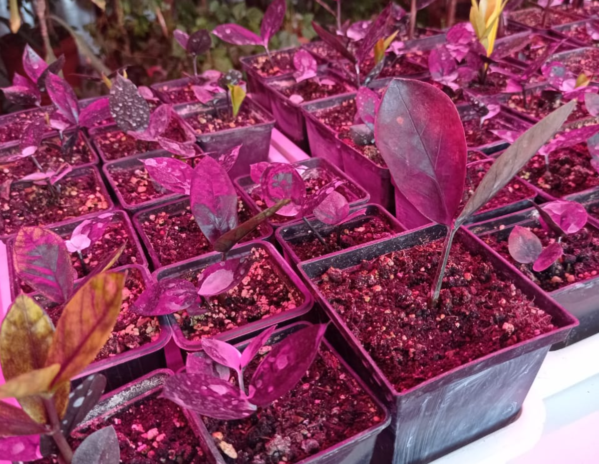 Юные Замиокулькасы