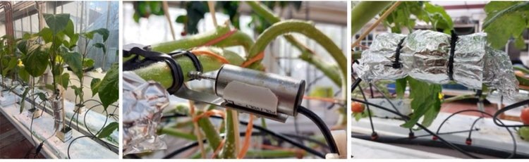    Фото: Agrotopia