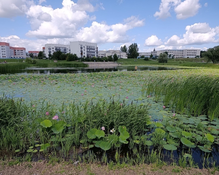     В Курской области 12 августа ожидаются грозы и +24 градуса