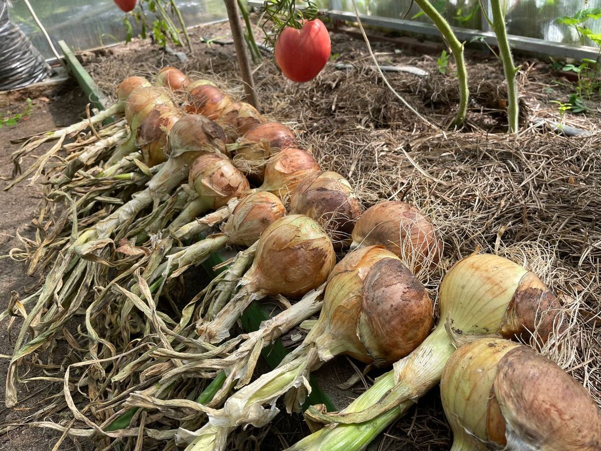 В теплице лук быстро высохнет. Фото автора