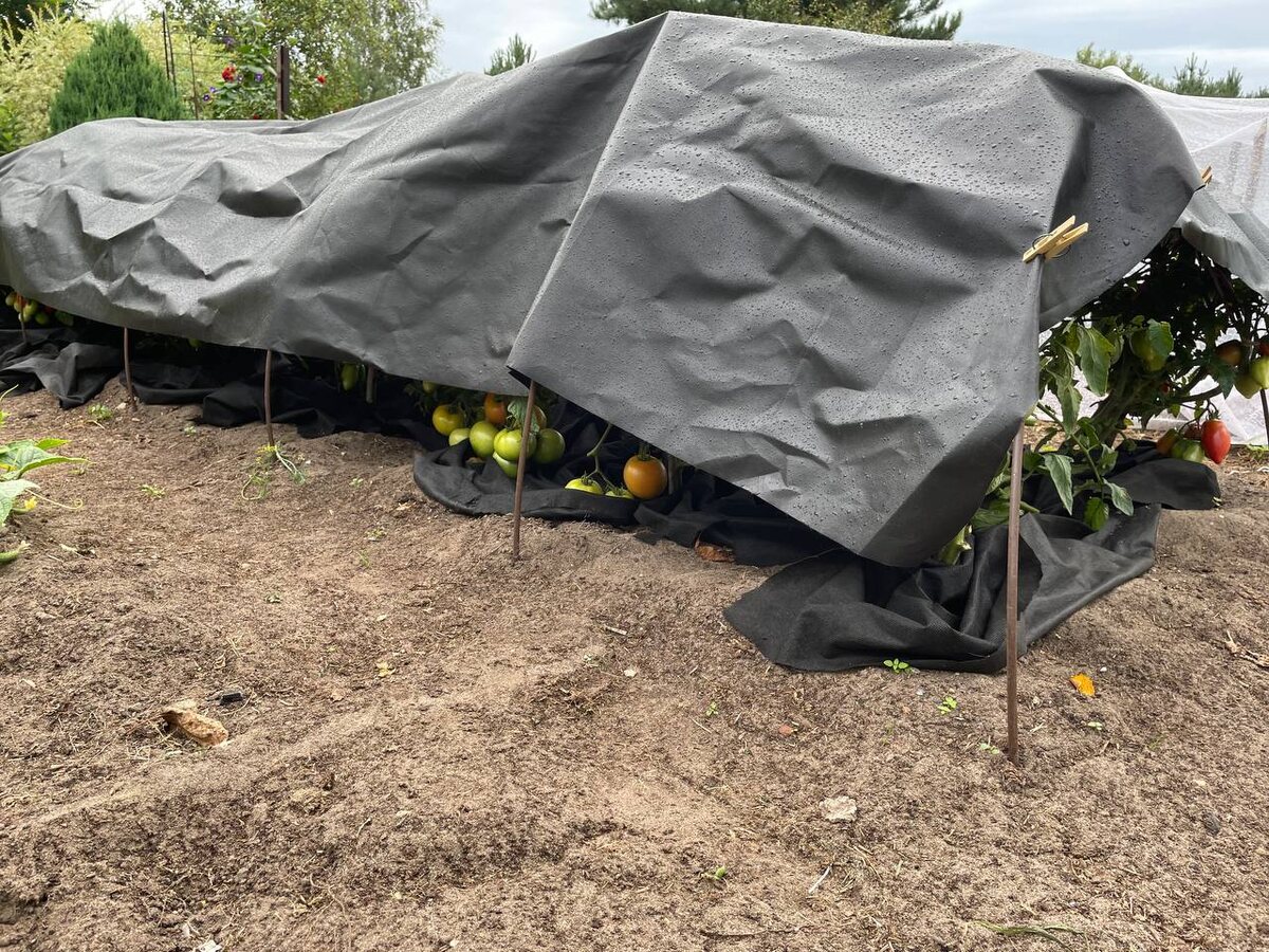 На ночь укрываю томаты укрывным материалом. Фото автора
