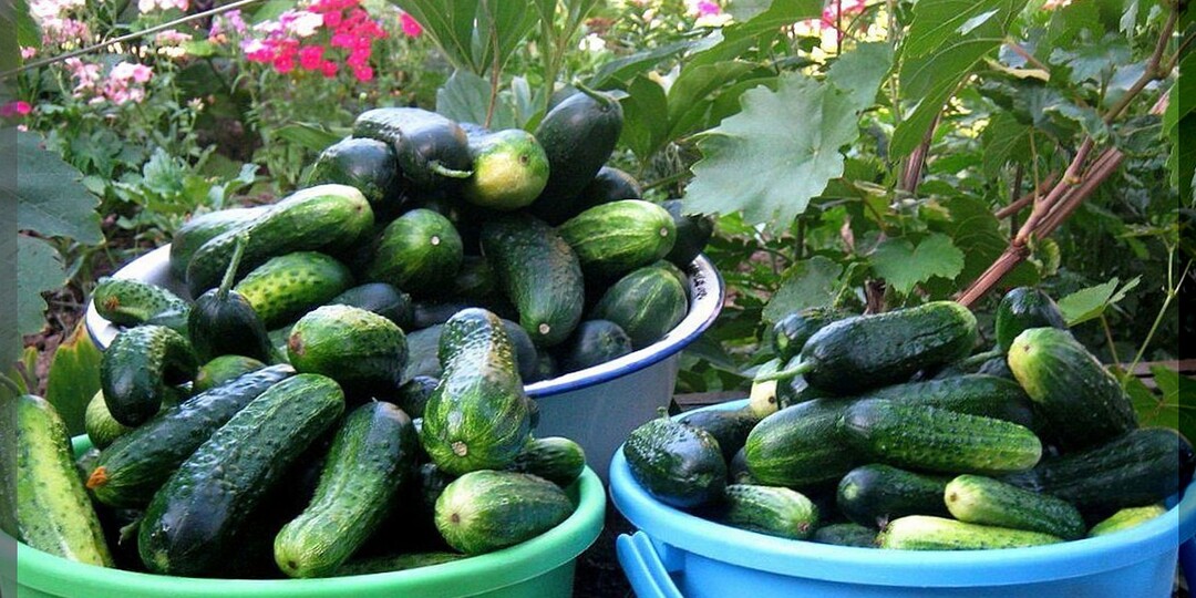 Огурцы, которые рекомендуют опытные дачники: лучшие сорта и гибриды огурцов для теплицы и открытого грунта