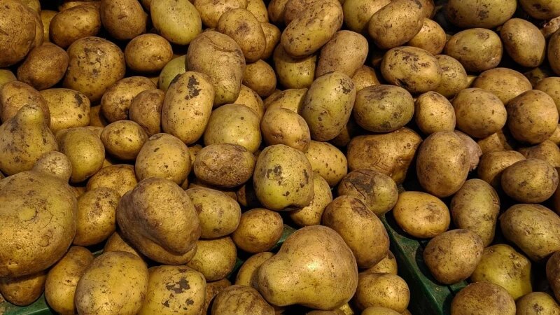     Картофель. Валерия Момонова