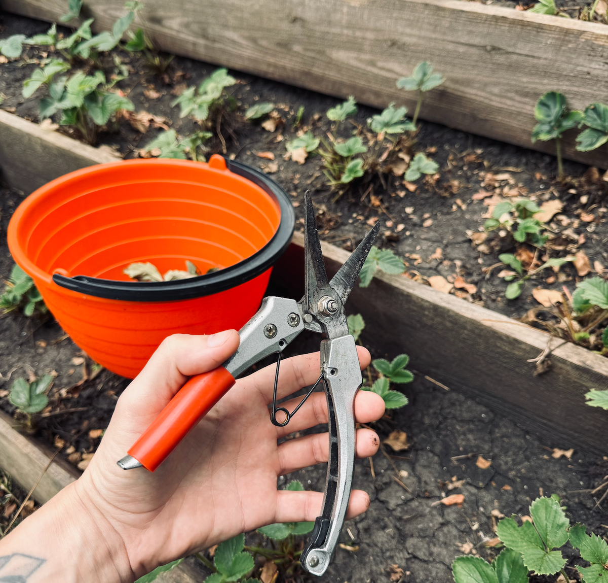 Оберзка клубники