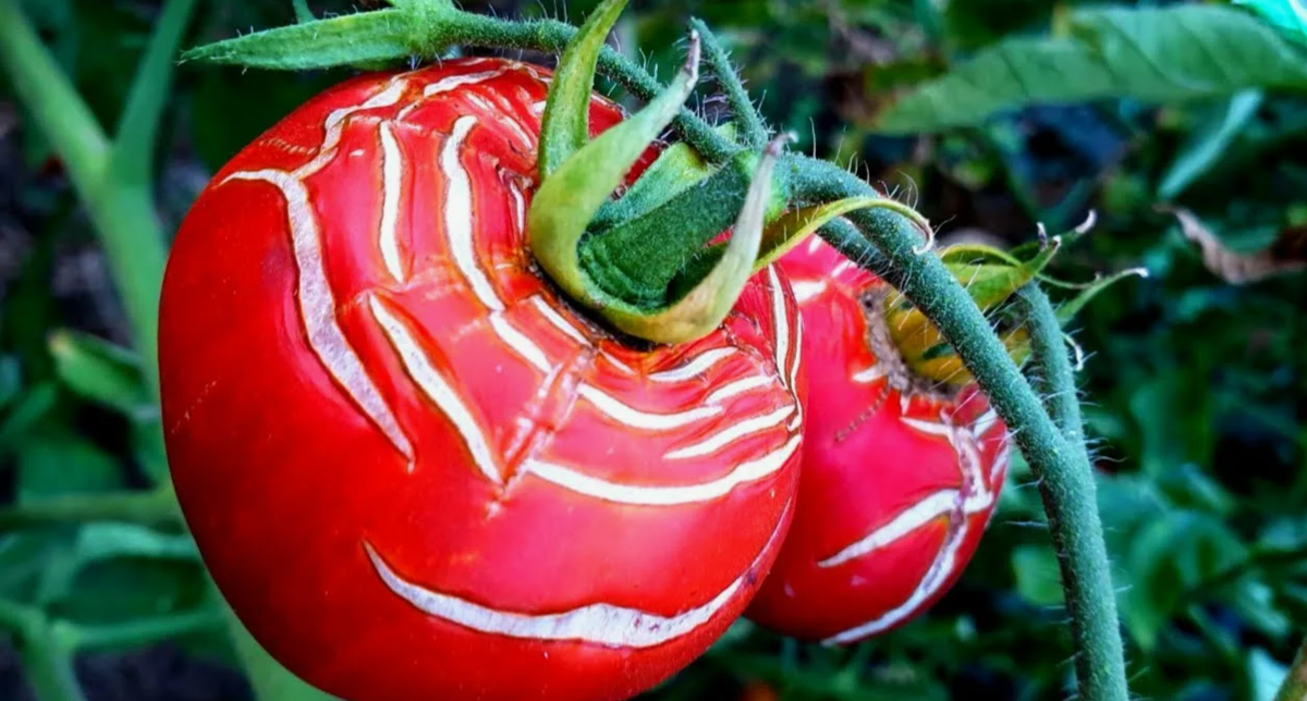 томаты трескаются