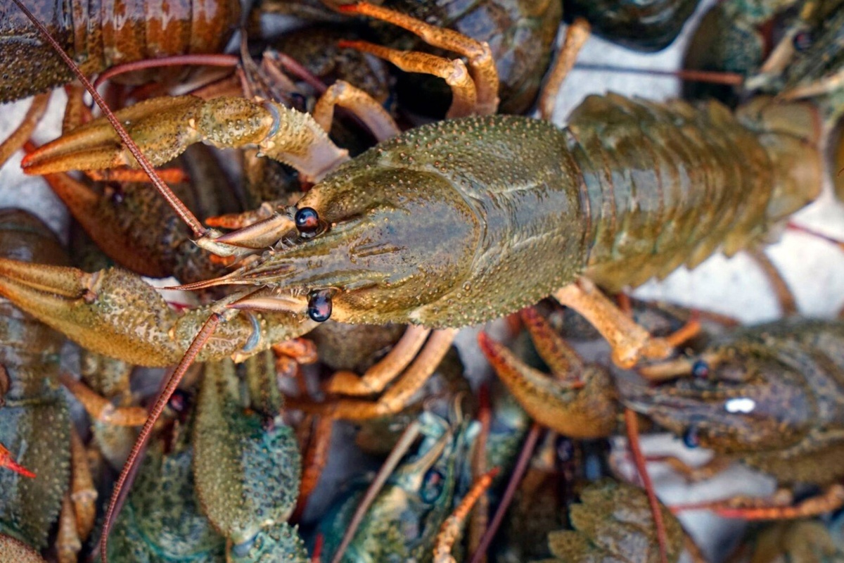    Фото: кадр из видео на RuTube Источник: Телеканал МИР