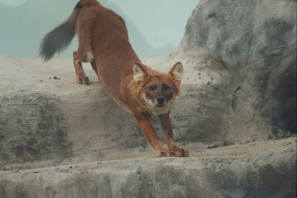    © Пермский зоопарк