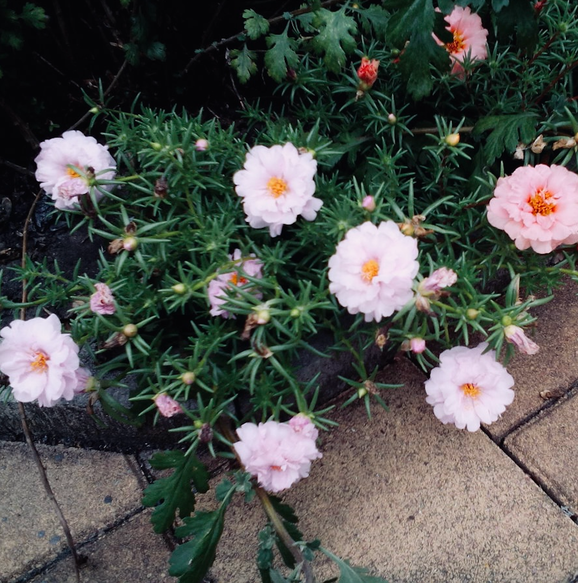Портулак крупноцветковый с нежным розовым цветением