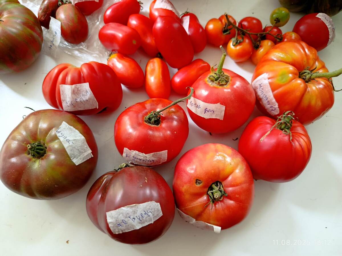 Часть моих помидоров на семена. Какие-то уже "готовы", другие доспевают