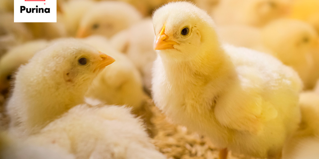 Готовимся к осенней посадке бройлера